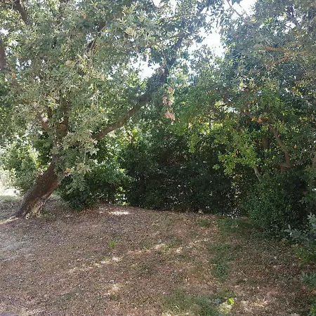 La Bellana Daire Guardistallo